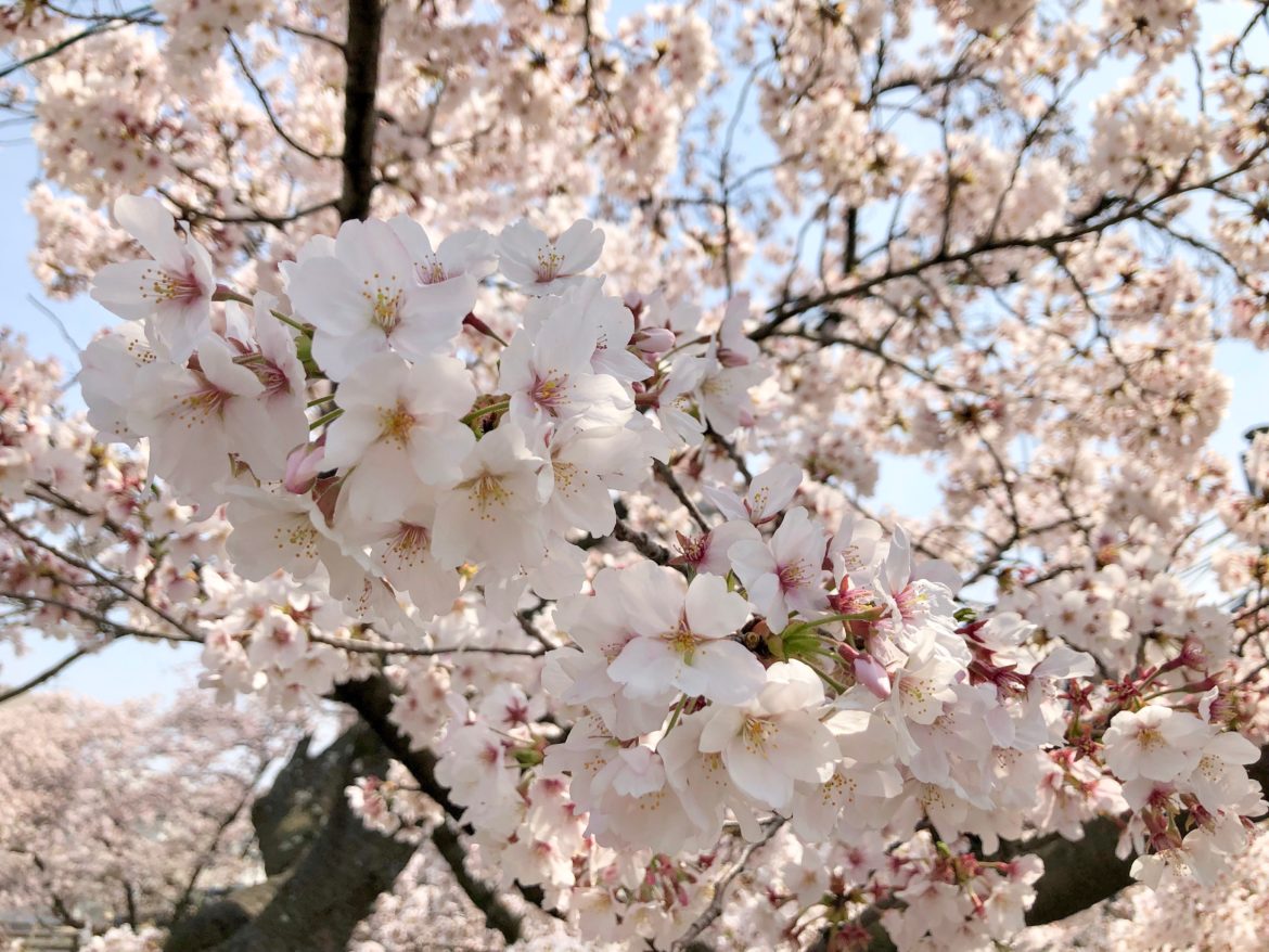 奈良,桜,大和高田市