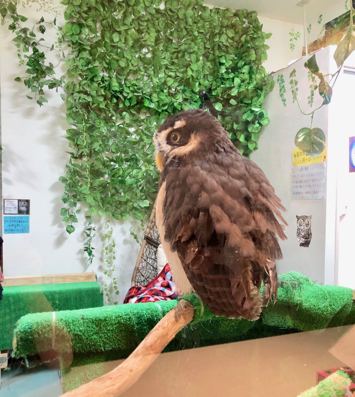 ふくろうカフェ,山口,宇部