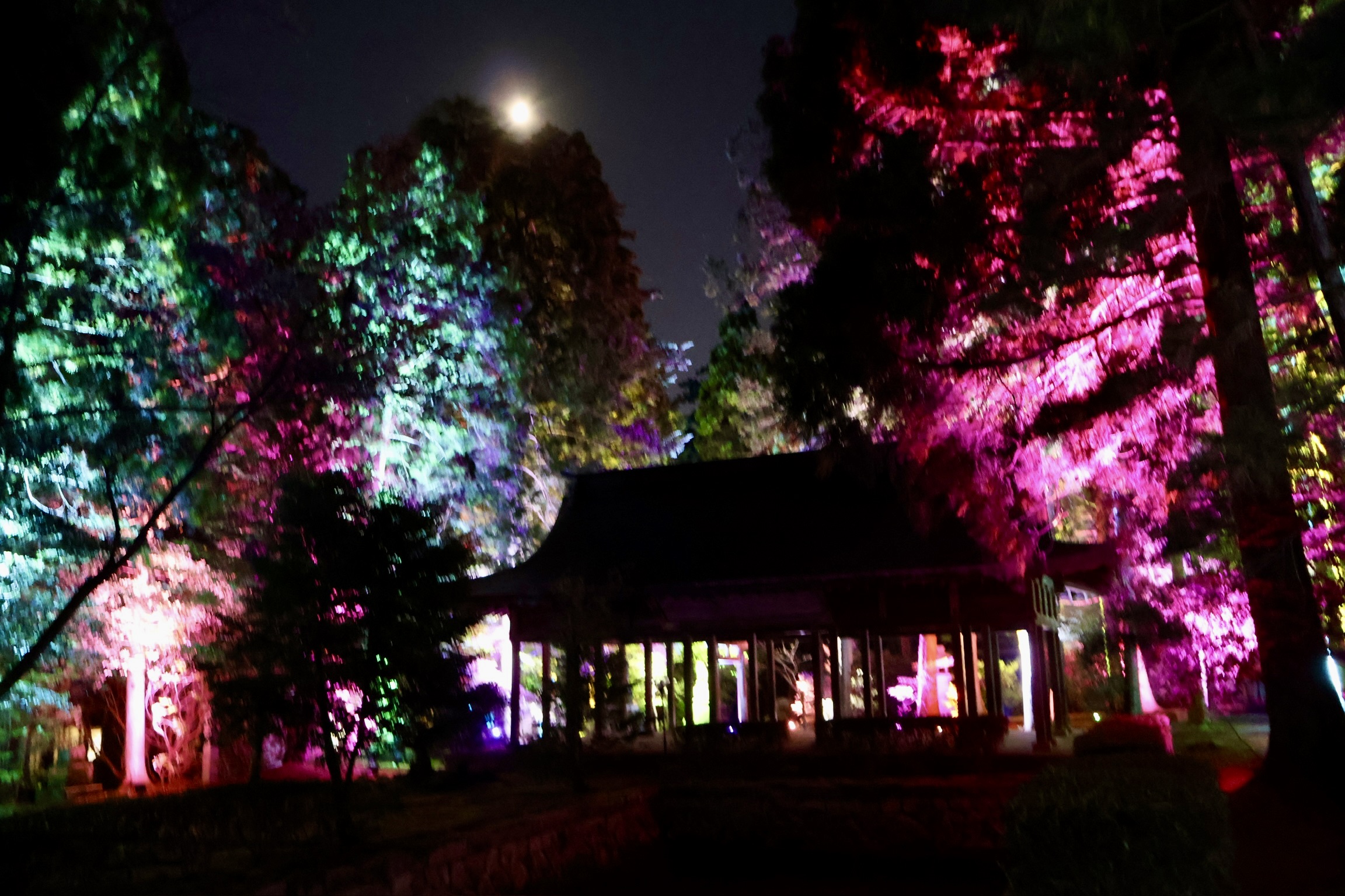 山口市の夜に浮かぶ幻想のライトアップ★今八幡宮が光の神社に!